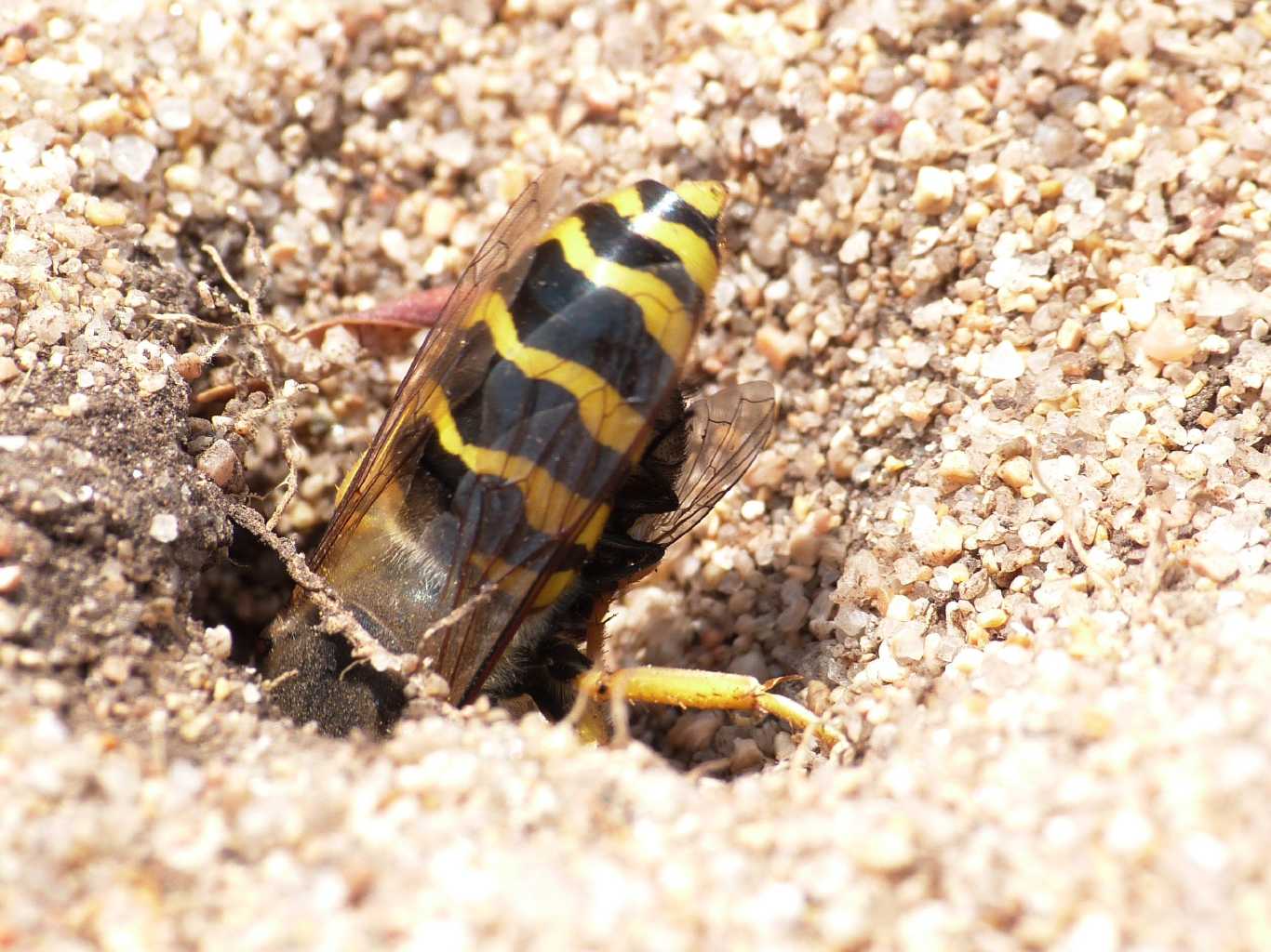 Bembix rostrata che portano prede in tana